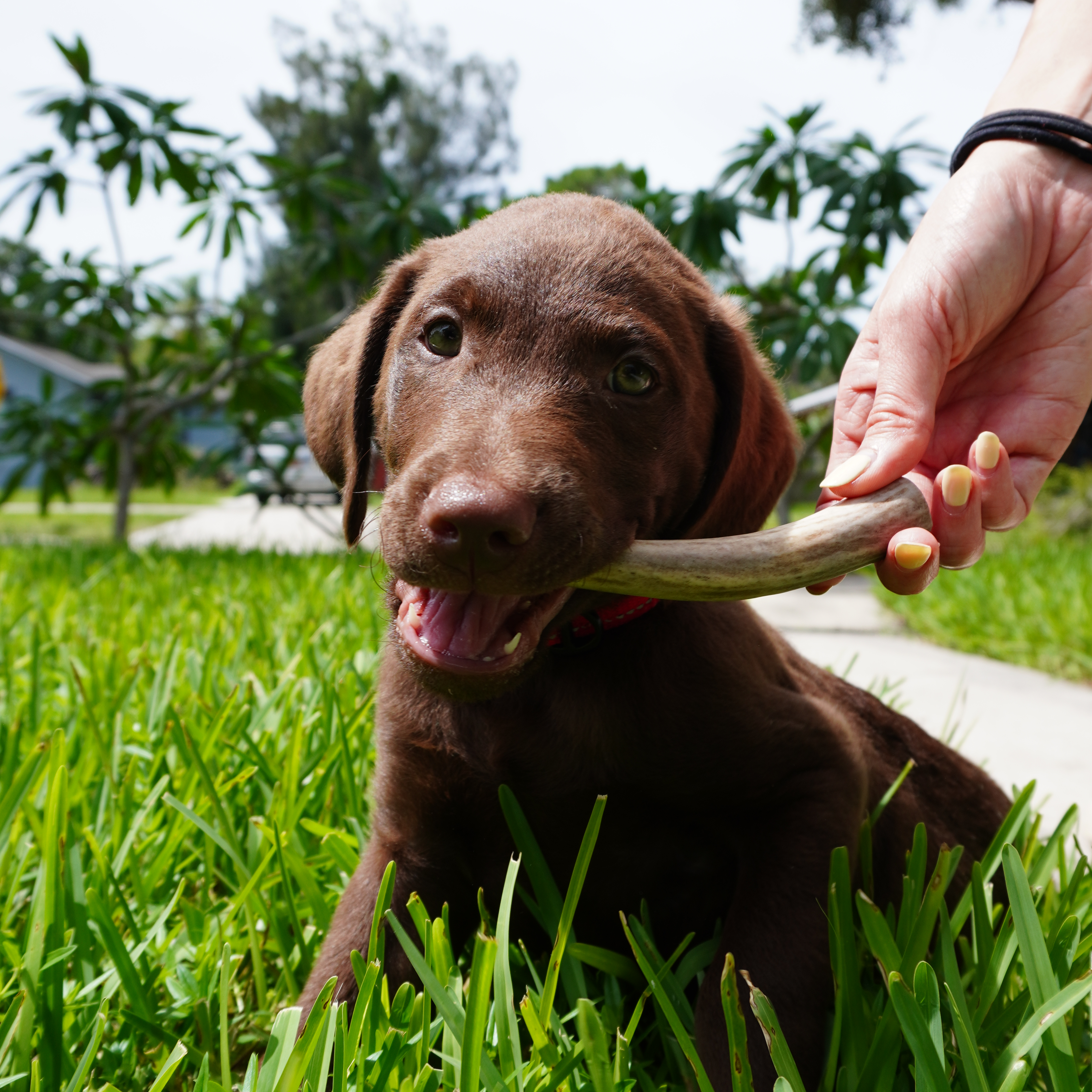 Puppy with a Heartland Antlers chew